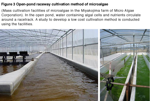 Figure 3  Culture facility with raceway method (Mass culture facility of algae in the Miyakojima farm, Micro Algae Corporation) In the pond, which forms similar to an oval circuit, the culture fluid of microalgae is slowly circulating like a flowing pool. The study to find out the ways to culture microalgae inexpensively and efficiently is conducted here.