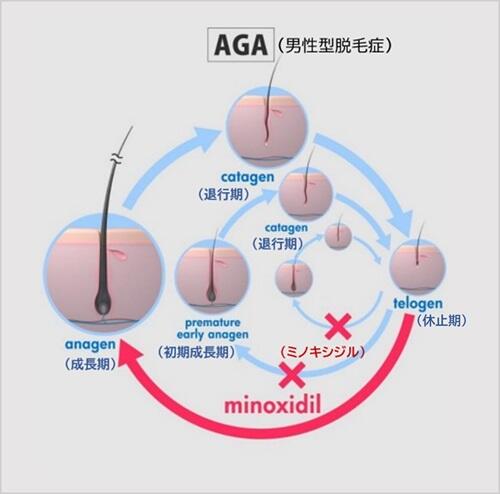 ヘアサイクルのイメージ　※出典元：J Dermatol. 2022;49:939–947.