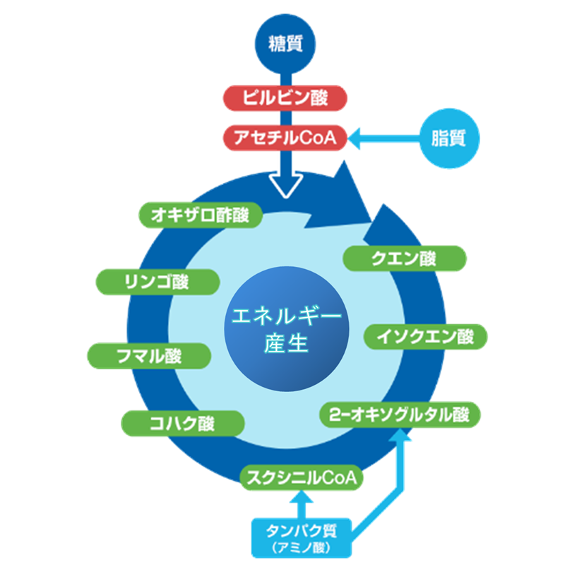 ミトコンドリアのエナジー産生のイメージ