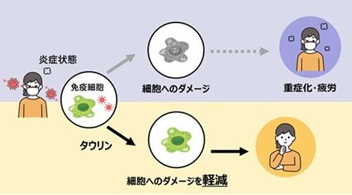 タウリンの免疫向上へ作用イメージ
